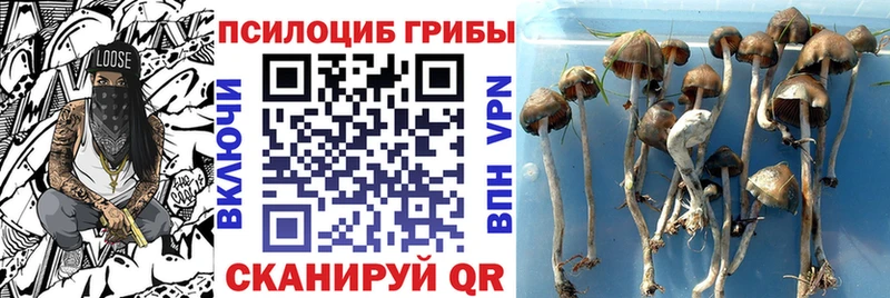 Псилоцибиновые грибы мицелий  где купить наркоту  Крымск 